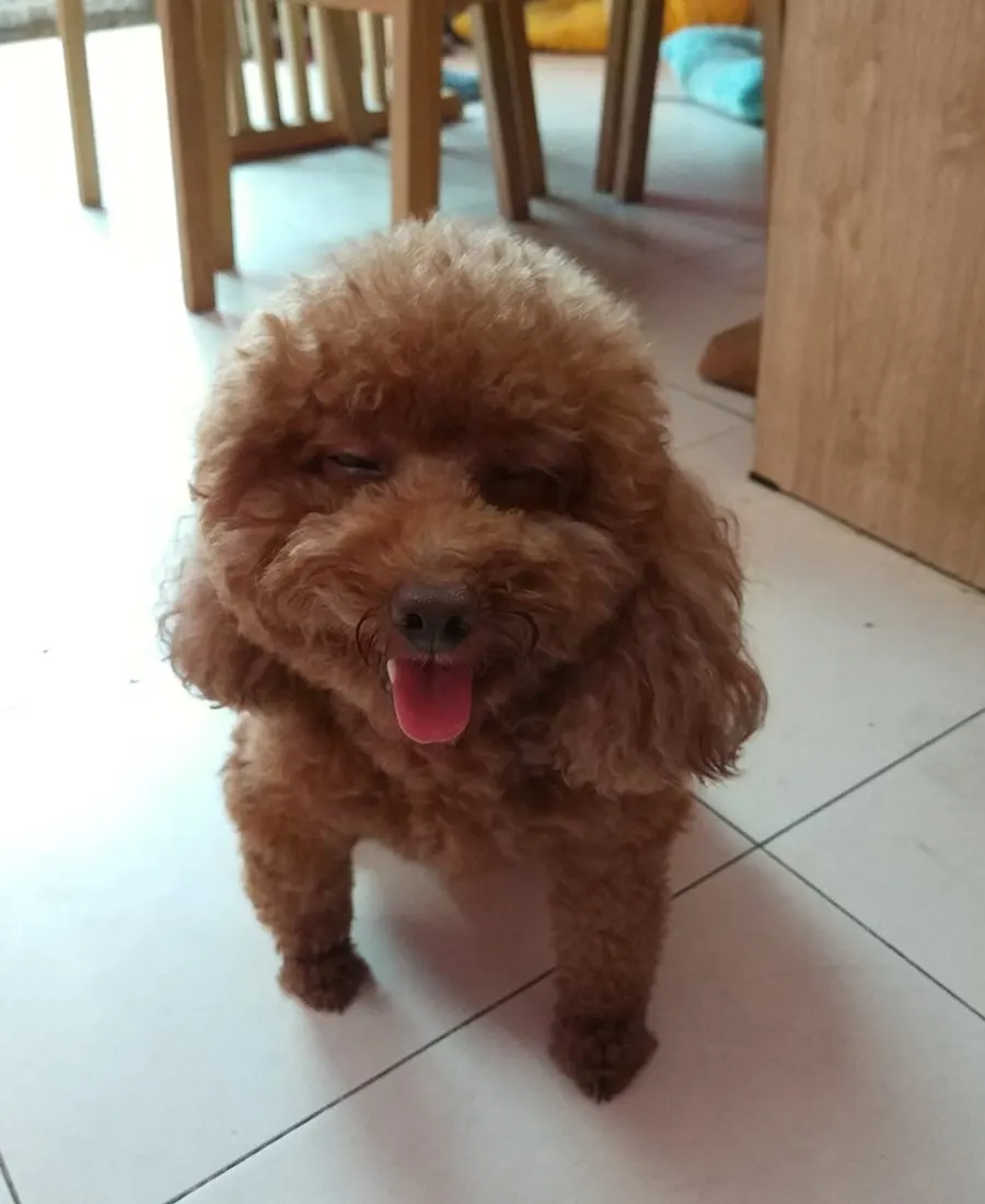 Luna, una caniche color canela, recién arreglada